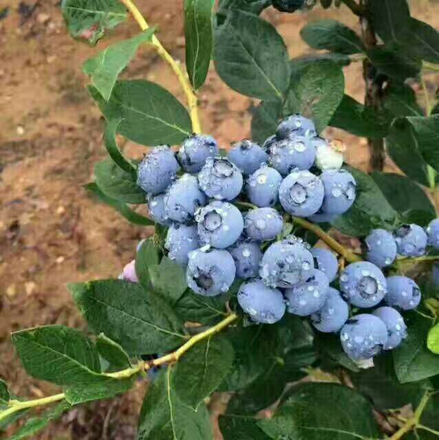 蓝丰蓝莓 15mm以上 鲜果