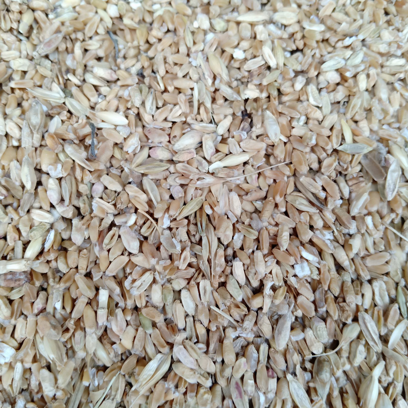 瘪小麦批发采购_瘪小麦供应_瘪小麦价格