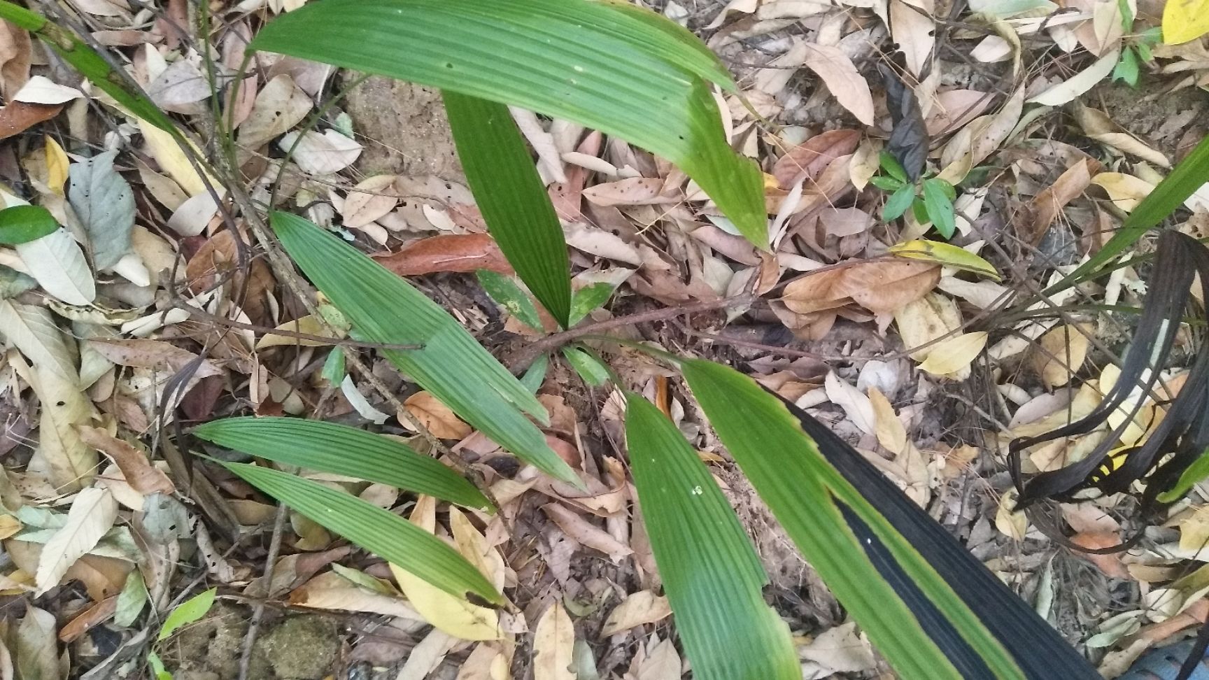 仙茅 价格面议