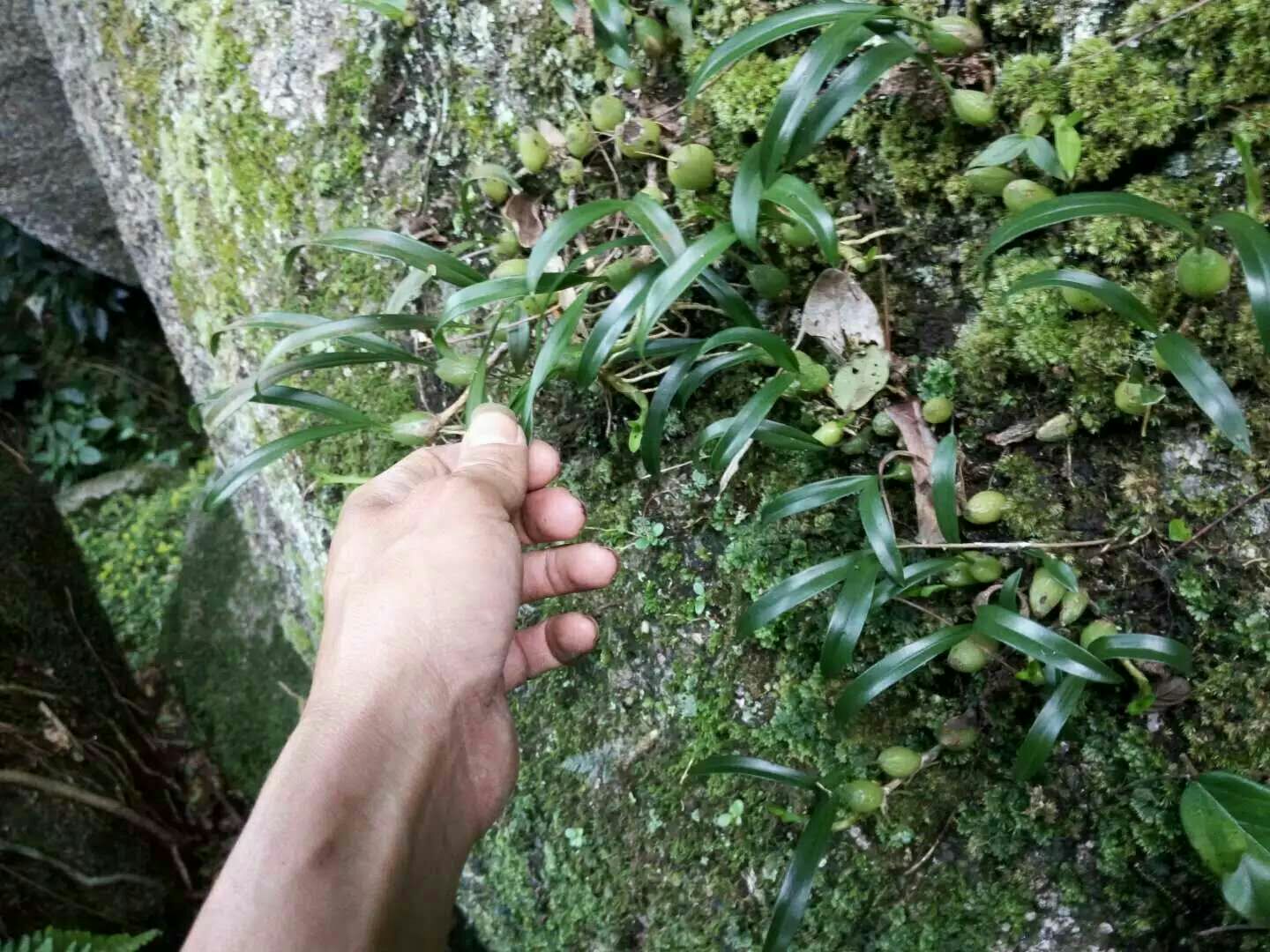 长期大量收购石橄榄,石仙桃