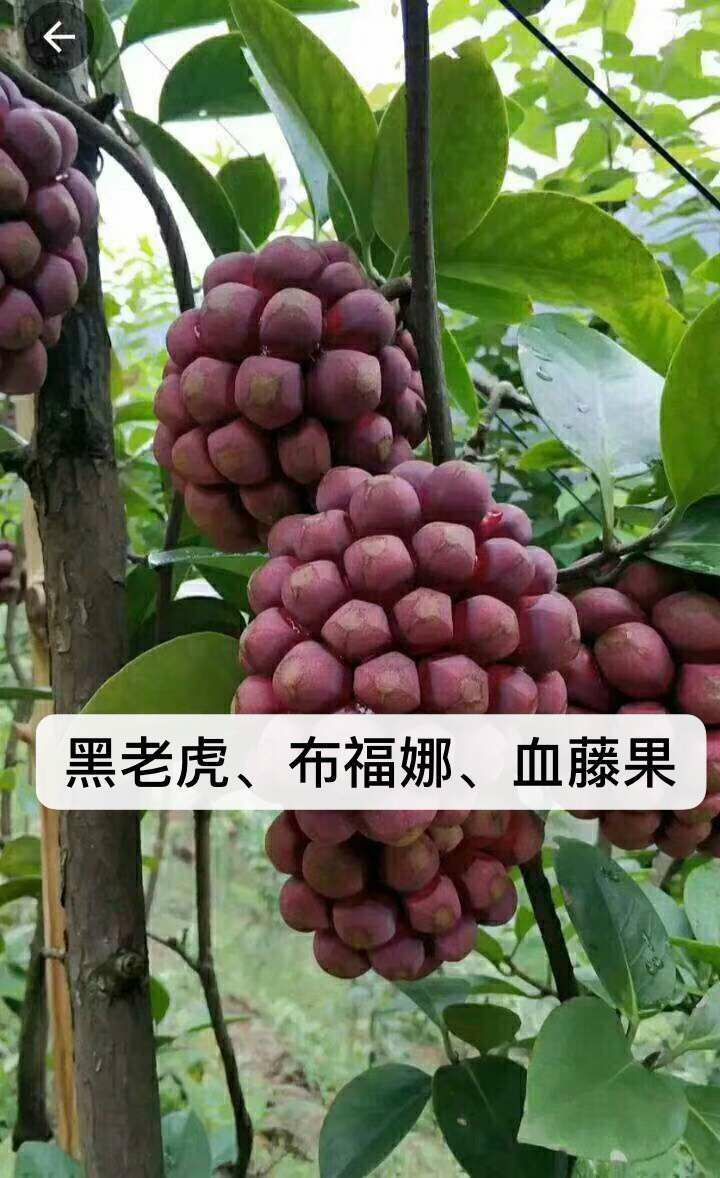 粉红黑老虎苗 血藤果苗有叫黑老虎,南北方都可以种植,当年种植当年