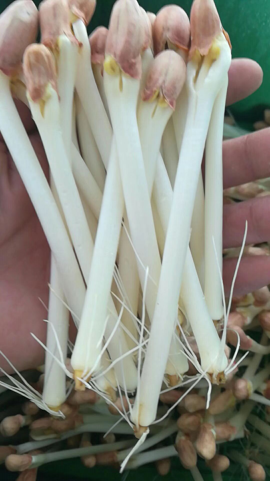 本商品是无土栽培有机蔬菜,花生芽有名叫万寿果芽,营养价值
