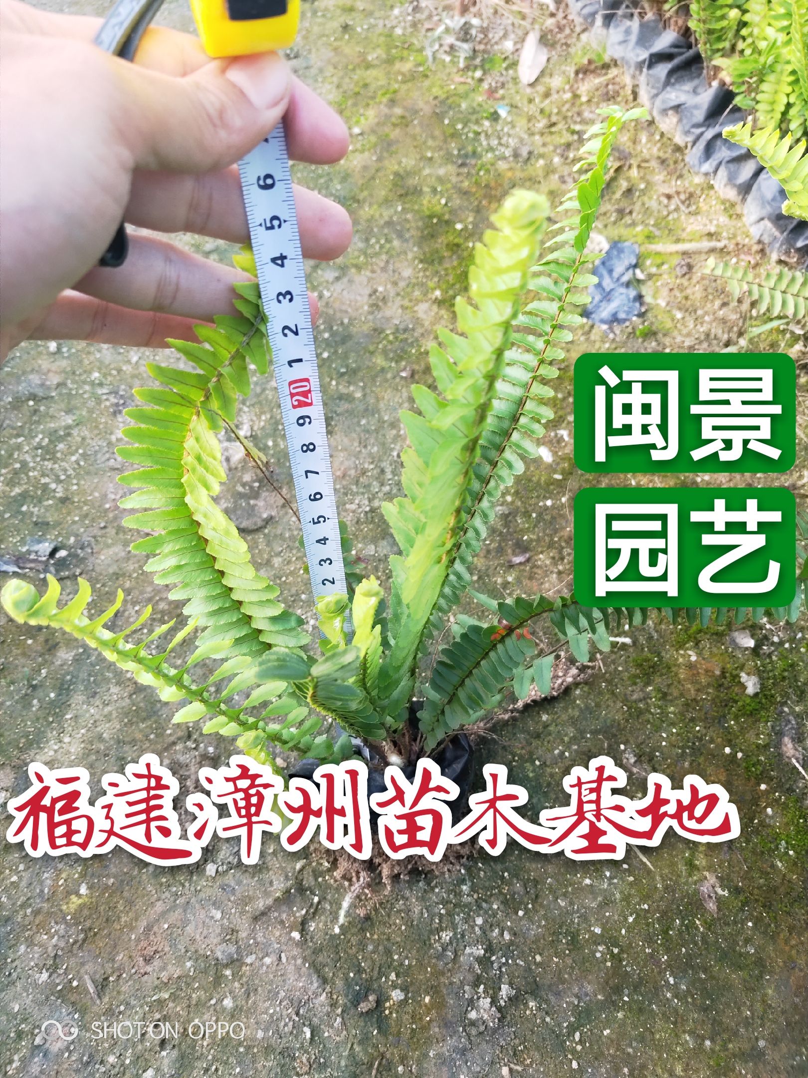 蜈蚣草 血蜈蚣裂叶秋海棠,红石莲