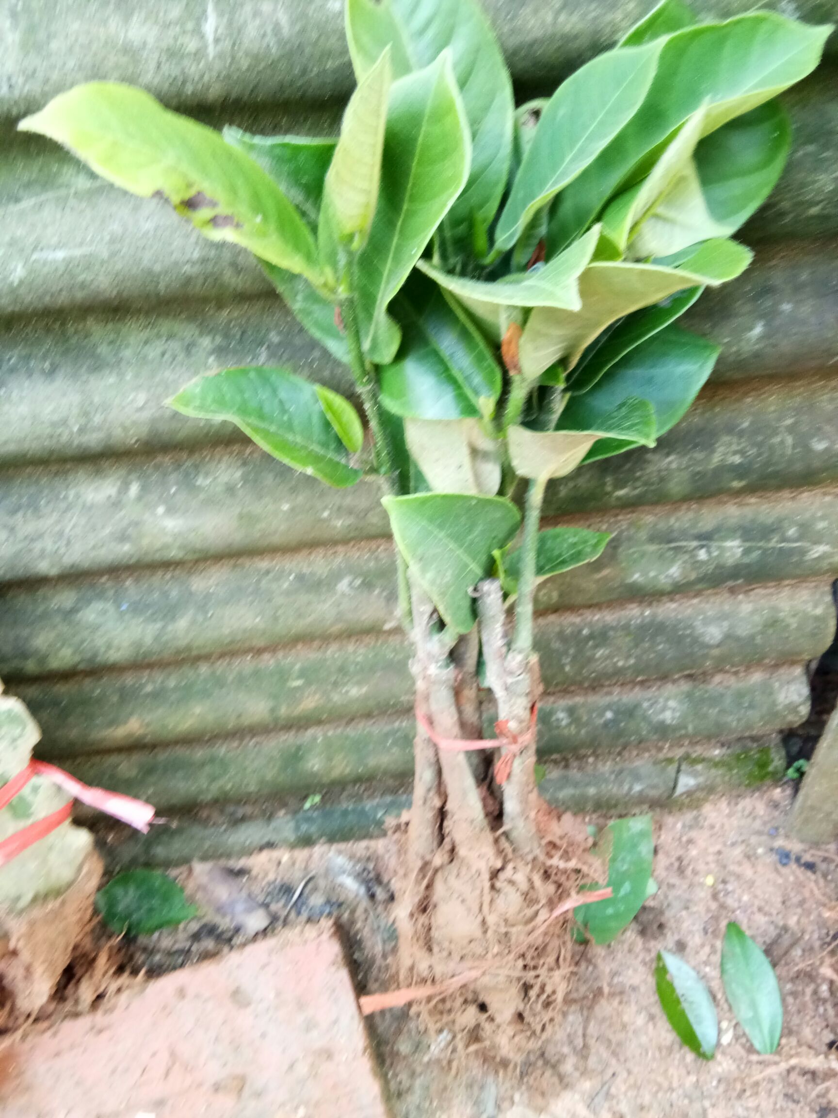 金枕榴莲苗 海南榴莲蜜苗当年结盆栽地栽果树苗南方种植北方种植包邮
