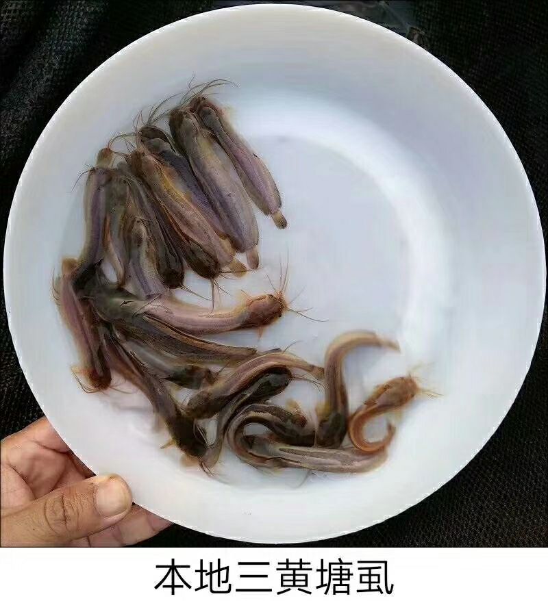 塘虱鱼苗