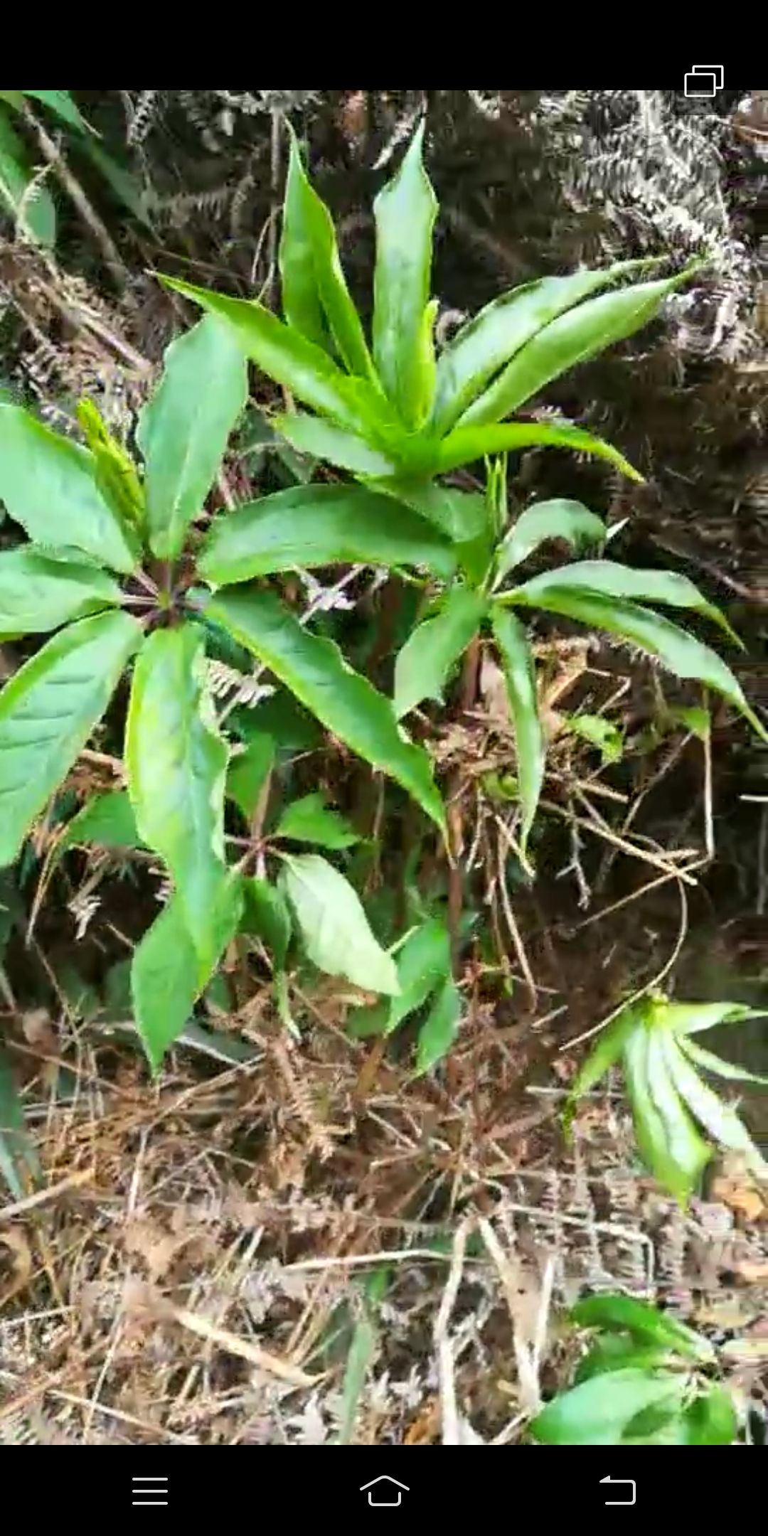 七叶胆 绞股蓝老根种苗,七叶 ,九叶