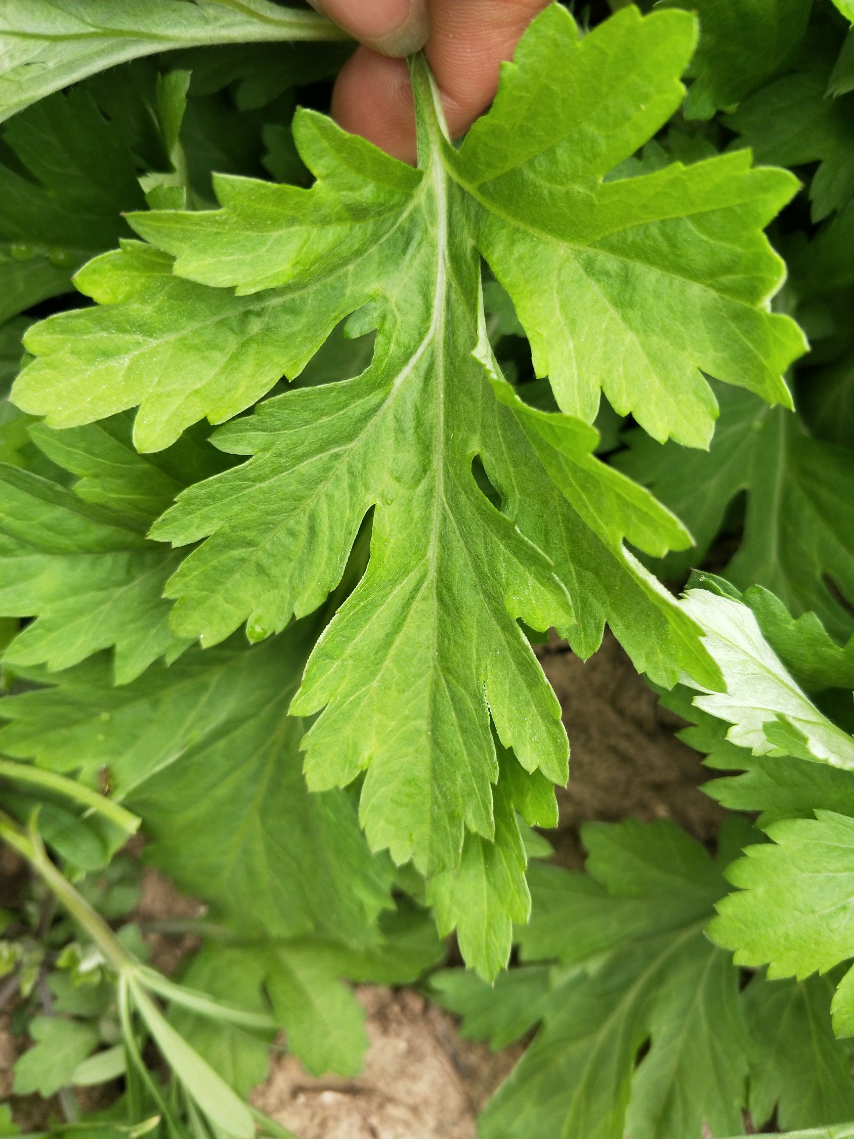 艾草苗