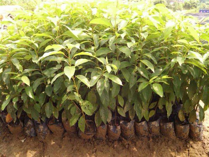 [樟树苗批发]樟树苗 香樟小苗价格1.5元/棵 - 惠农网