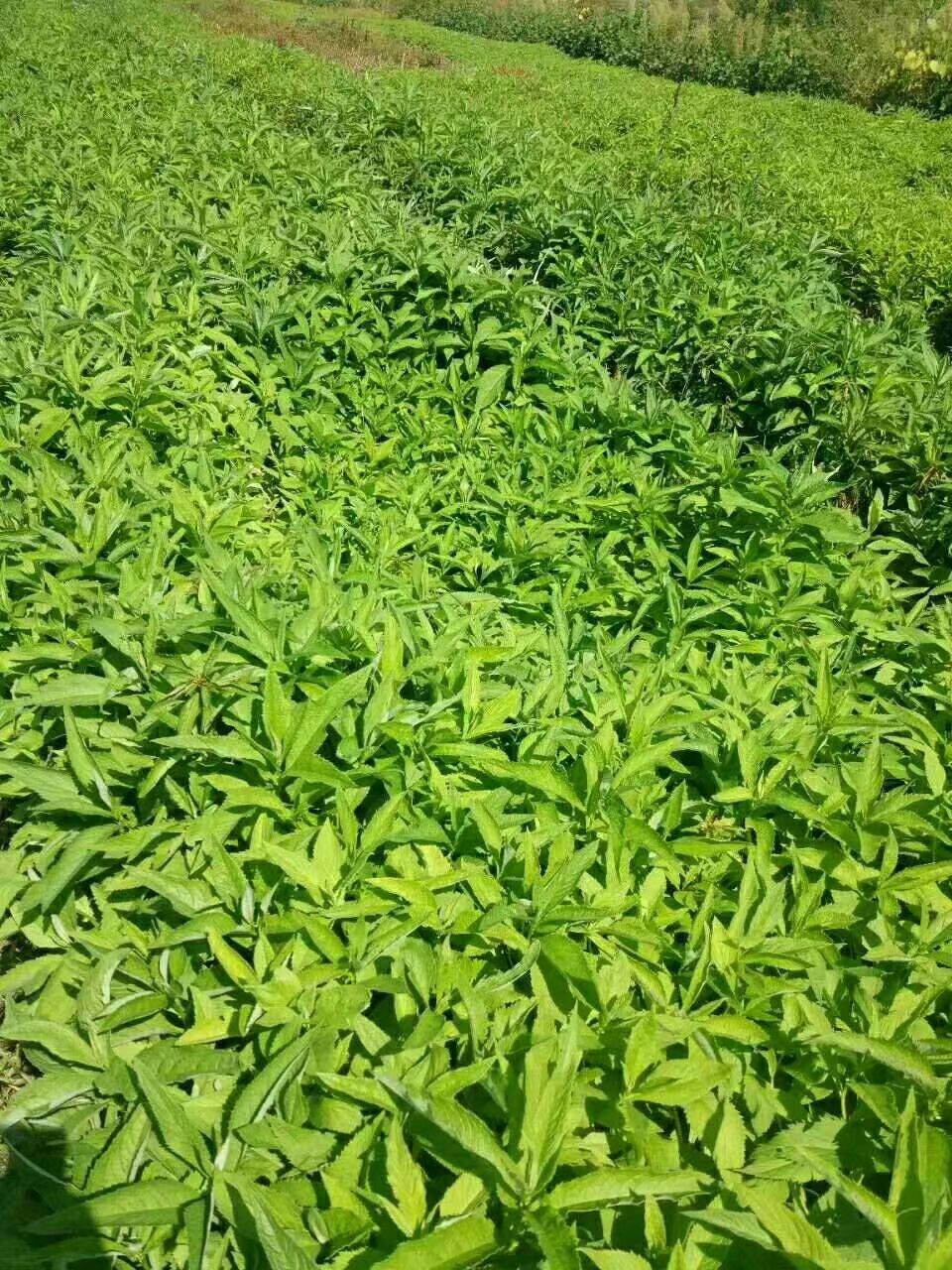 返魂草种苗