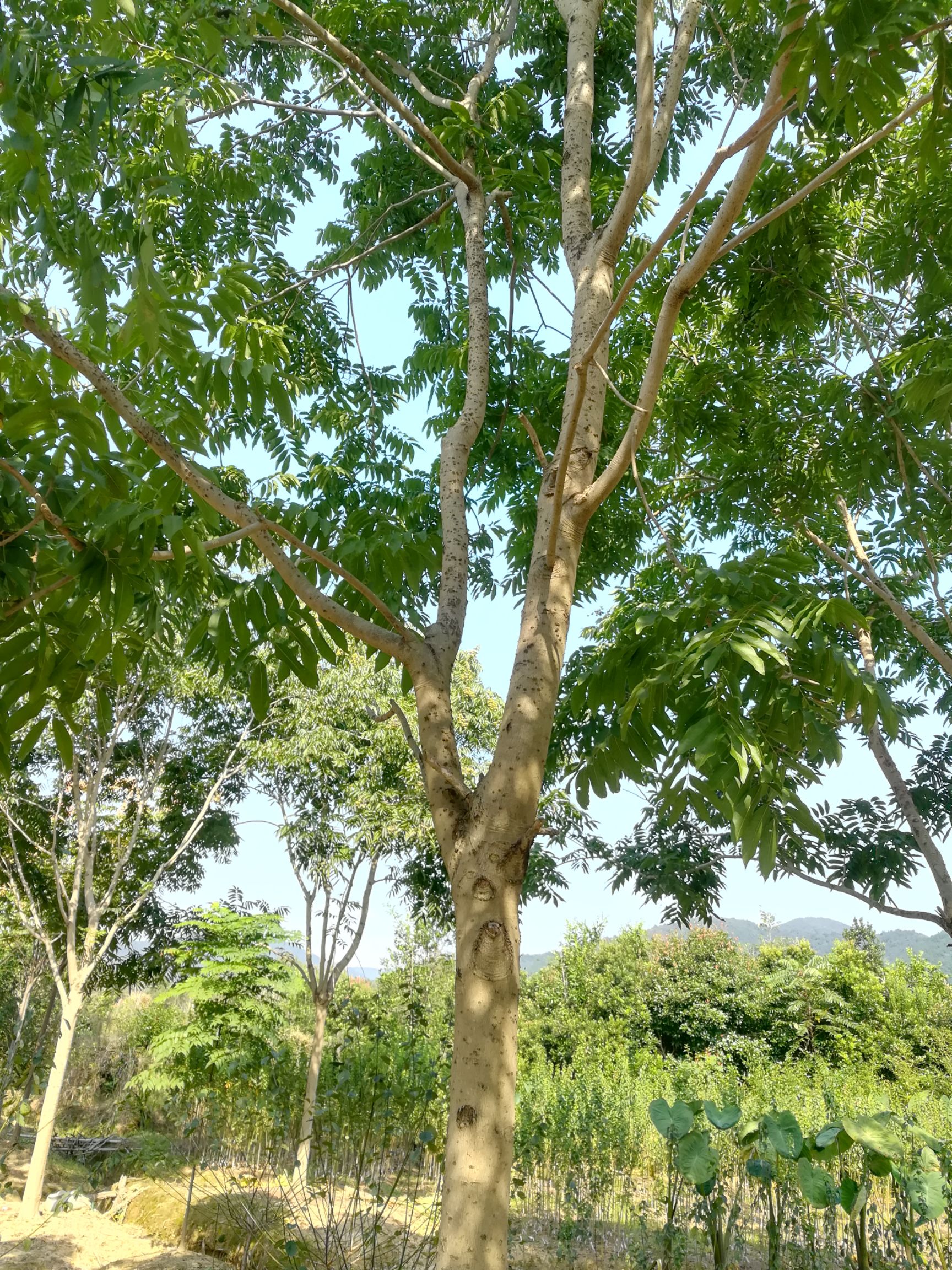无患子树