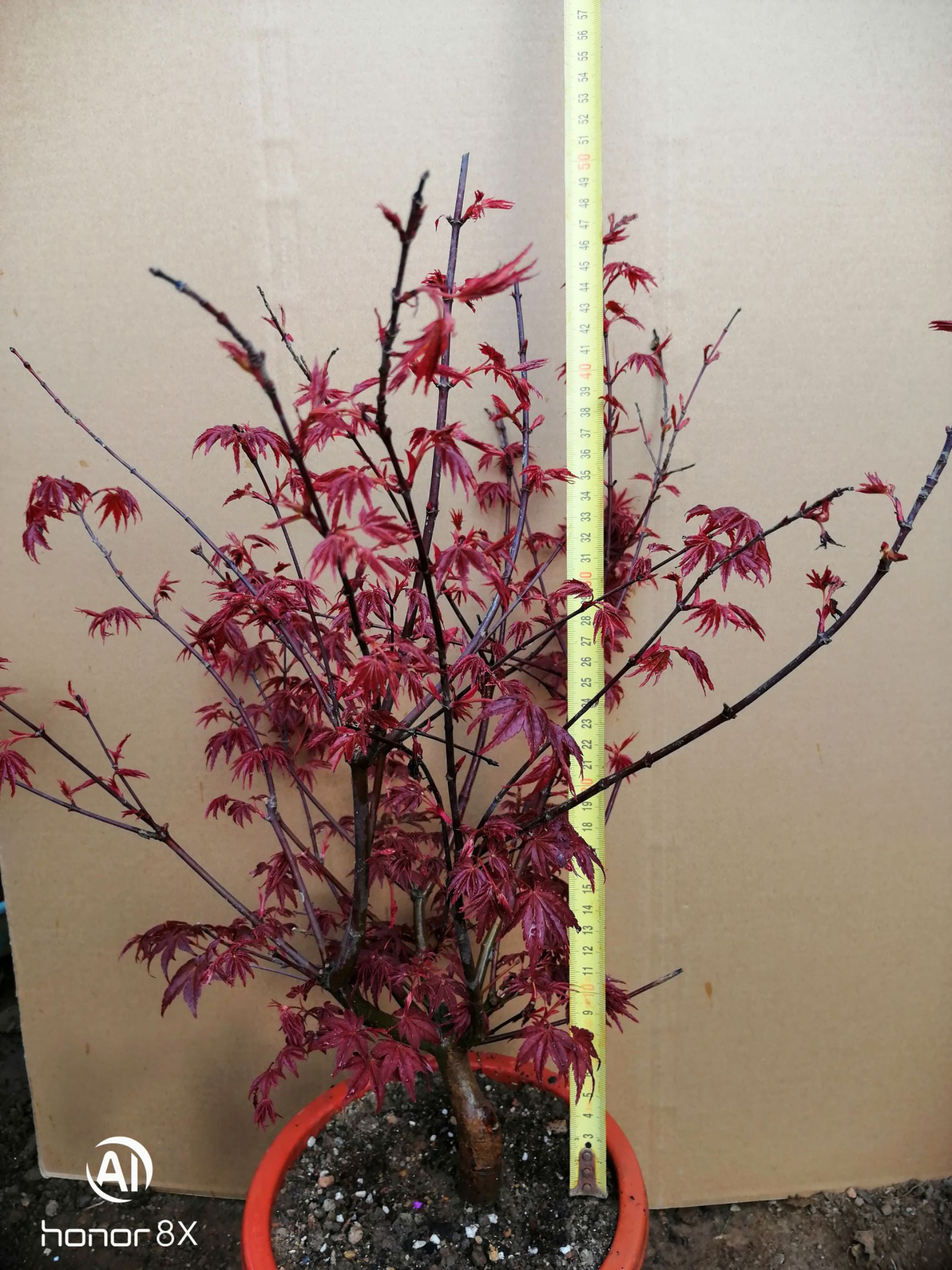 日本红枫 红枫,红舞姬,出猩猩红枫原生正品