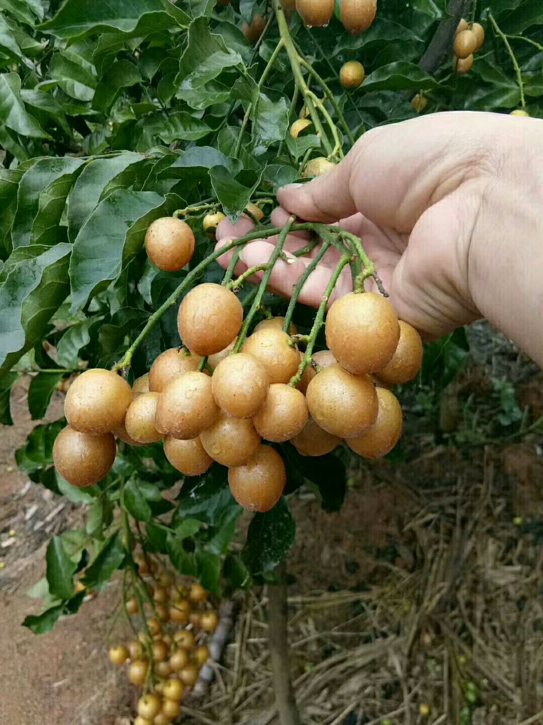 广西壮族自治区钦州市浦北县鸡皮果 扁圆型 黑黄皮果