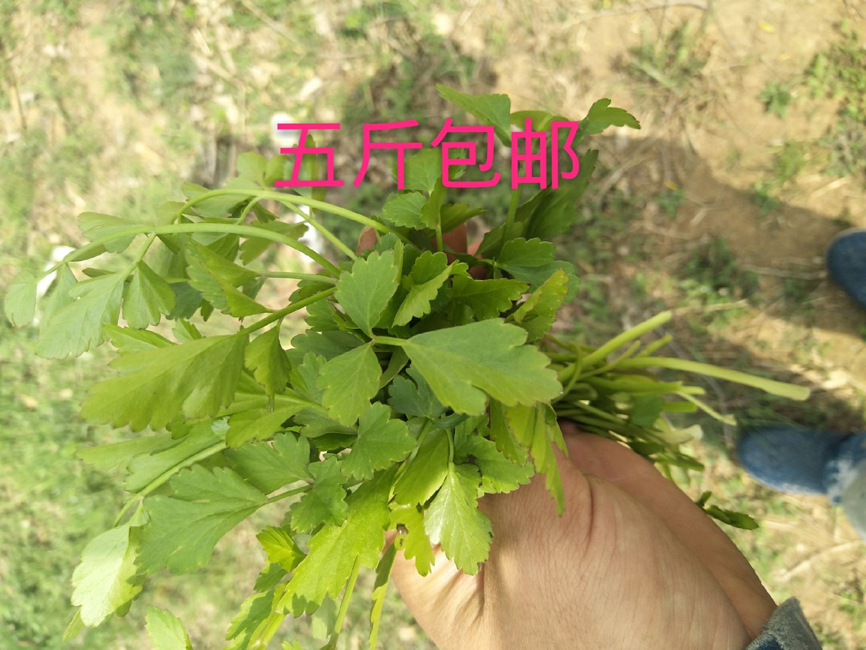 野芹菜 