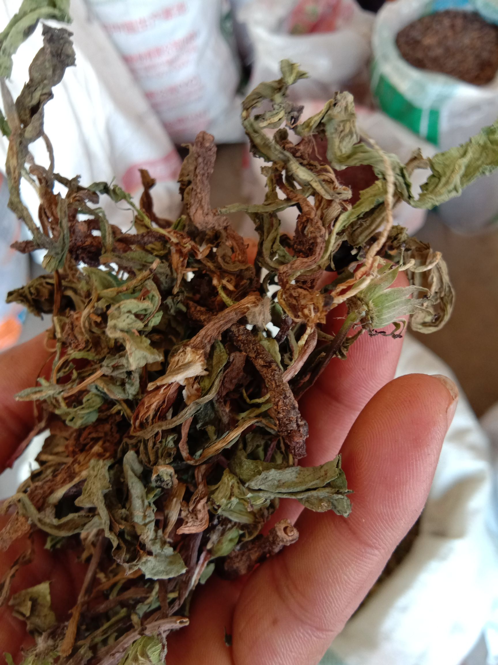 今年新货*生干蒲公英 可以提供:支持走快递