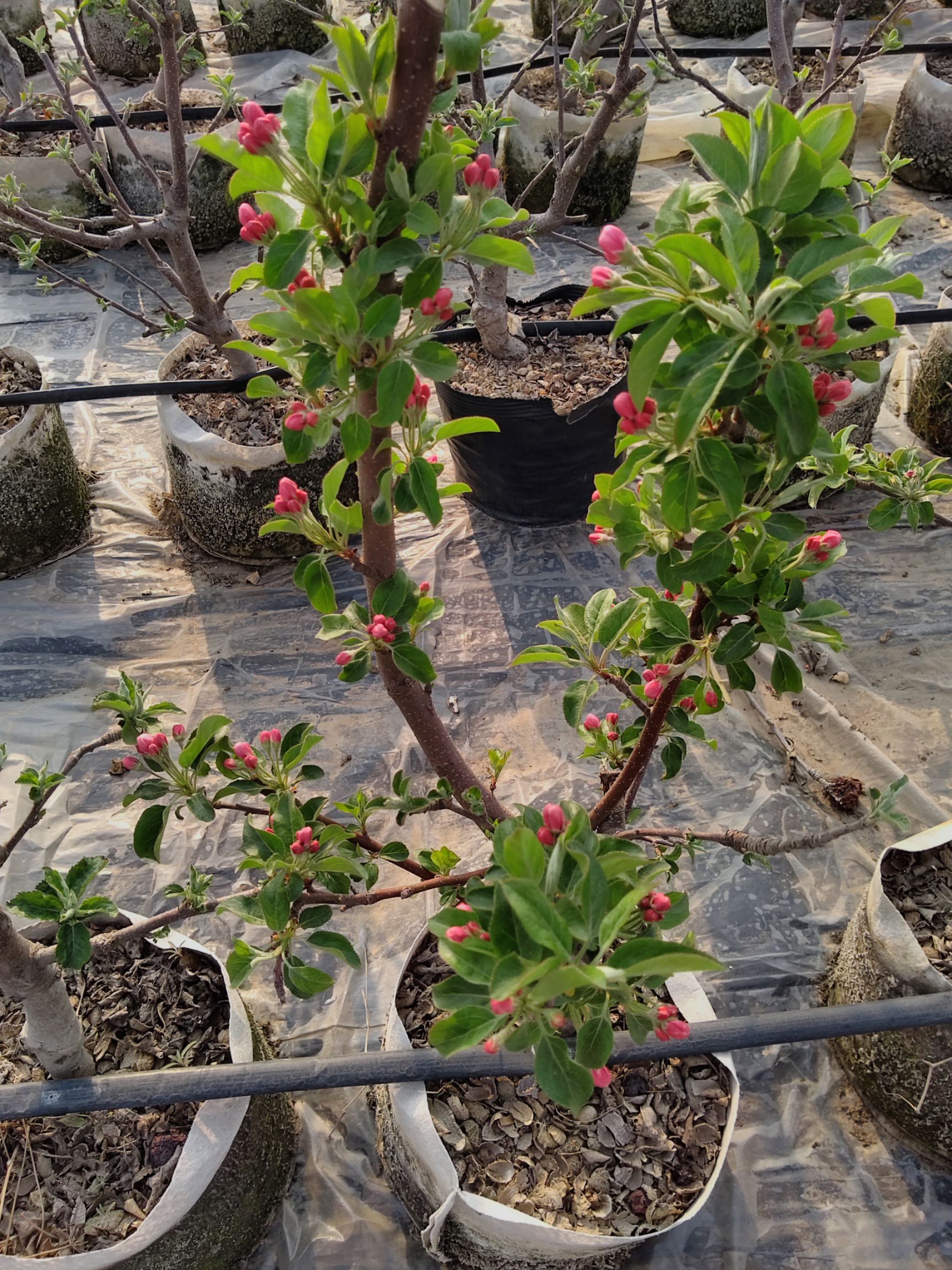 果树盆景 苹果树盆栽梨树盆栽基地直供