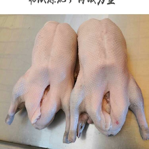 黑棕鹅批发采购_黑棕鹅供应_黑棕鹅价格