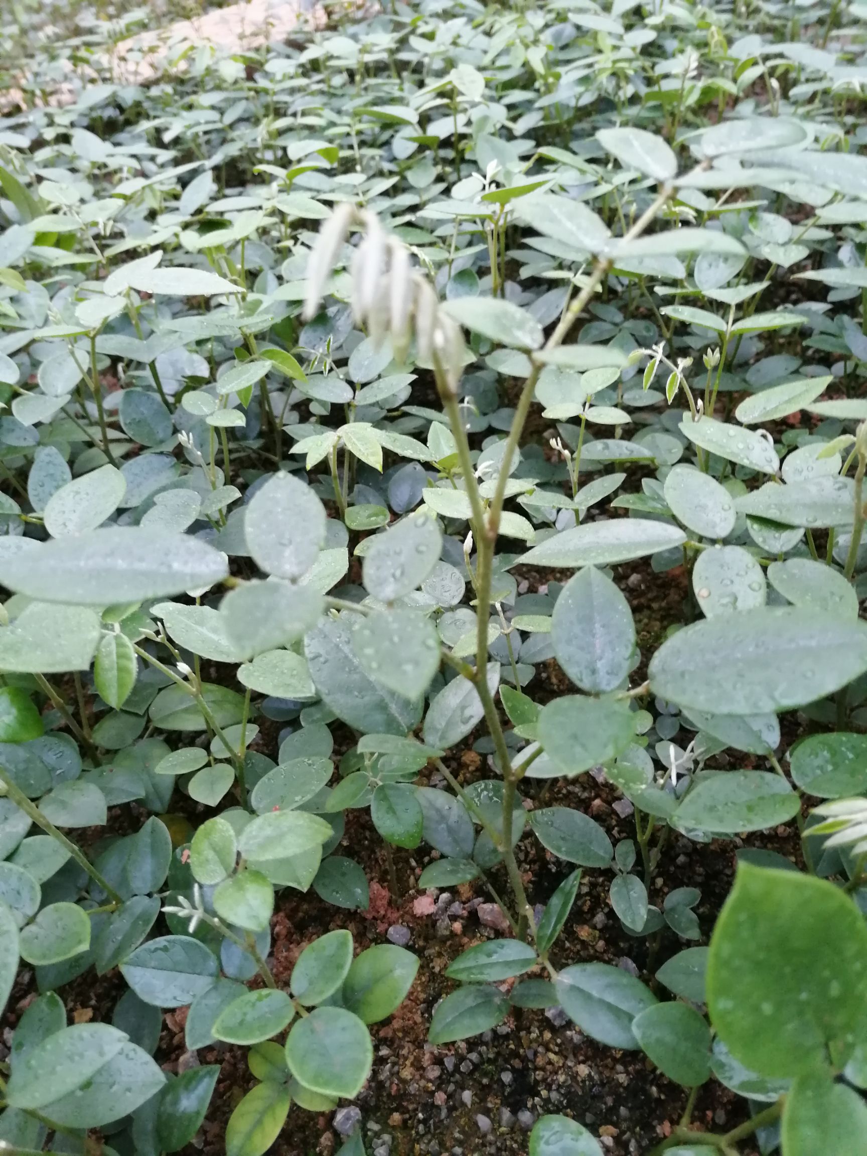 供应大厅  种子种苗  山豆根苗