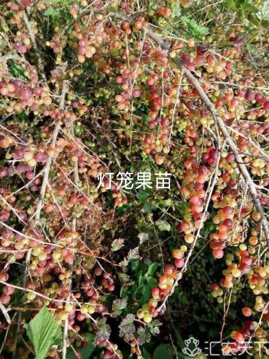 小灯笼果苗  苗小2年挂果