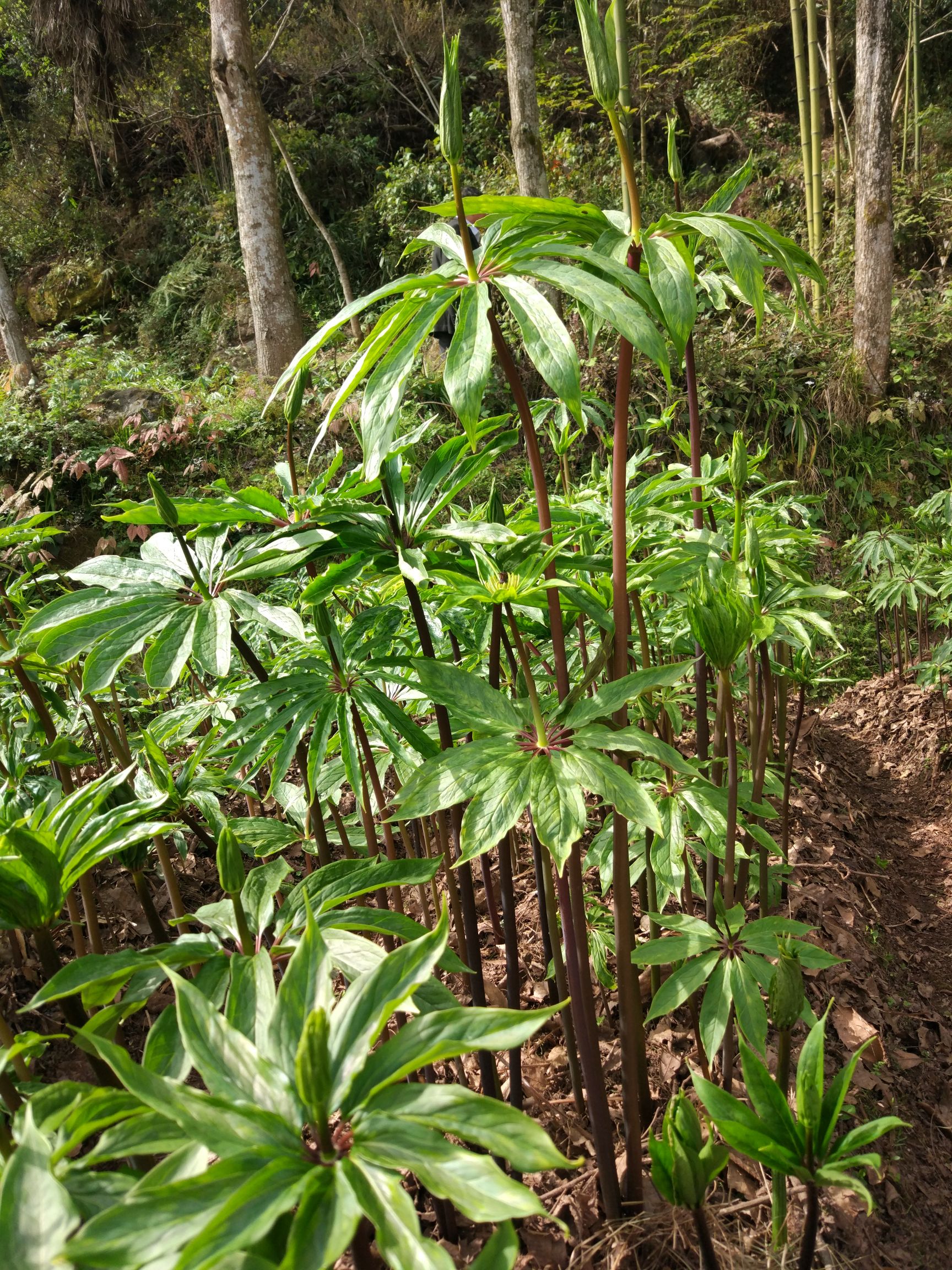 重楼种子 重楼 华重楼 高杆 粉质 种子