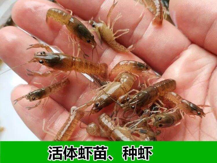 澳洲淡水小龙虾苗