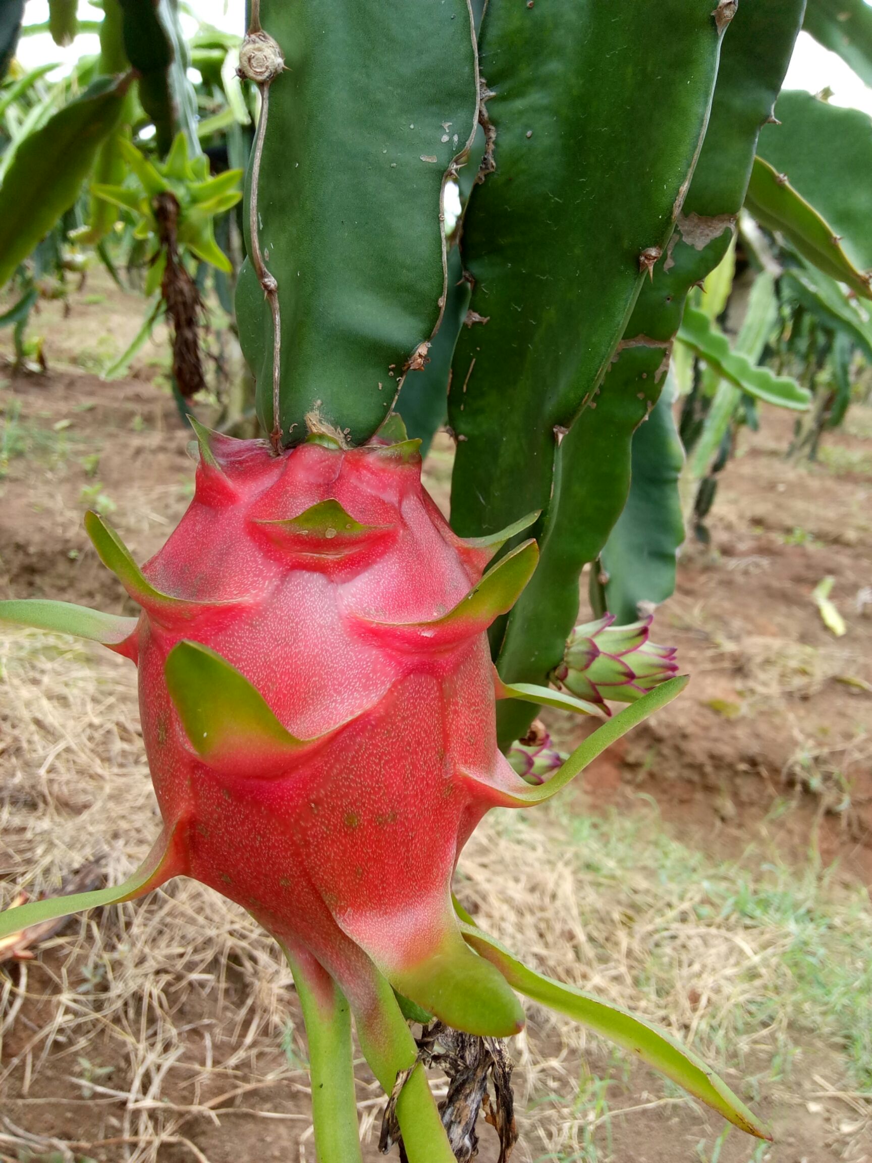 蜜龙火龙果苗