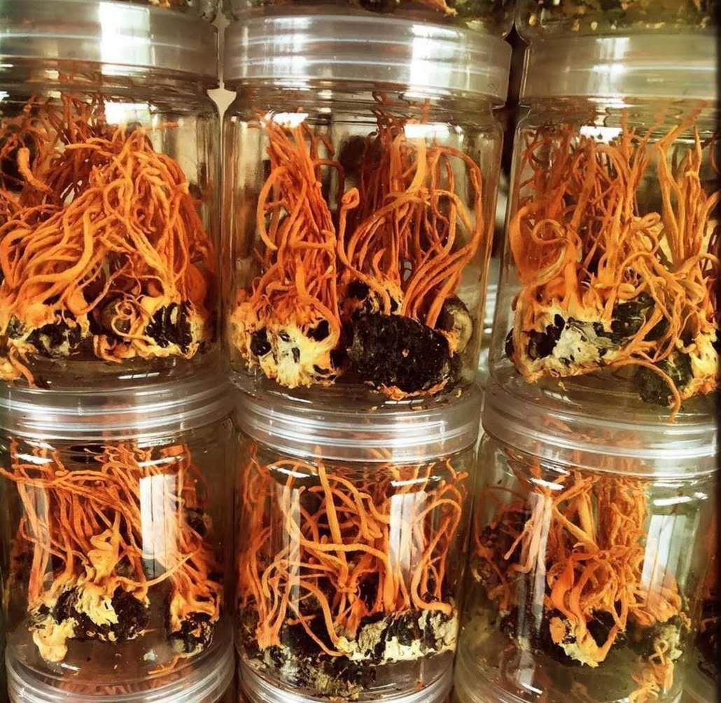 [北虫草批发]北虫草 仿生的,活体柞蚕蛹虫草.价格70元/斤 - 惠农网