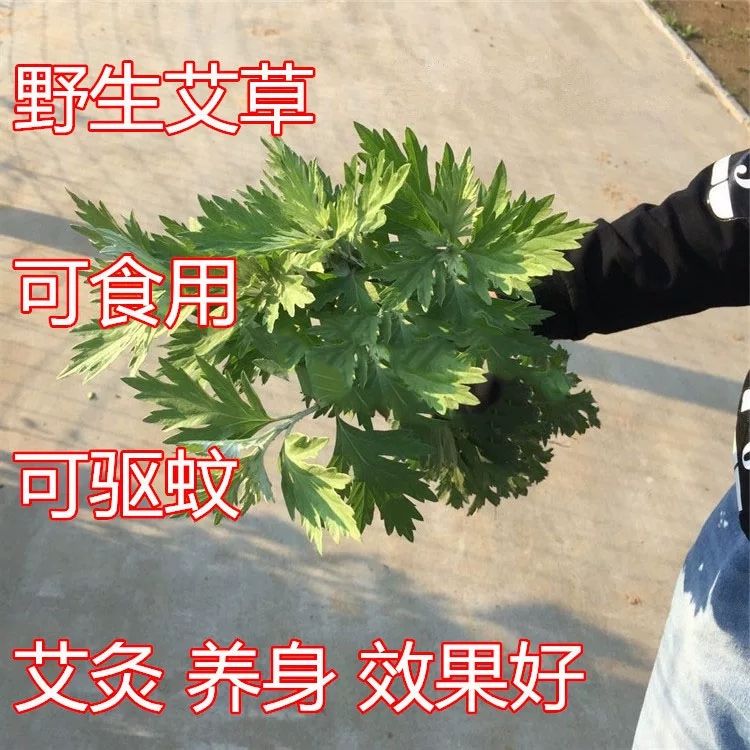 艾草种子 大叶艾 小叶艾提供种植技术