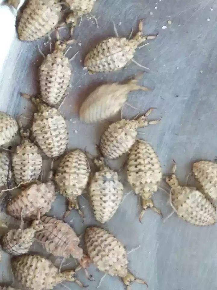 金沙牛