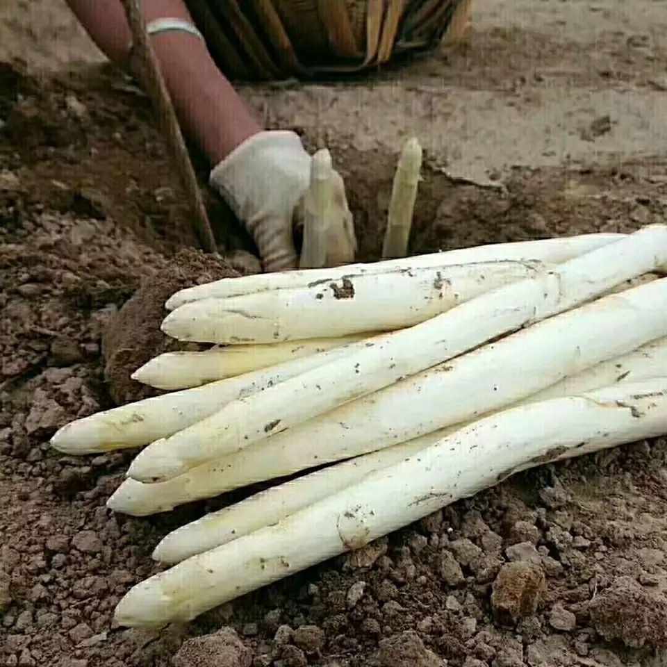 农产品批发供应商张焕焕 - 惠农网电脑版