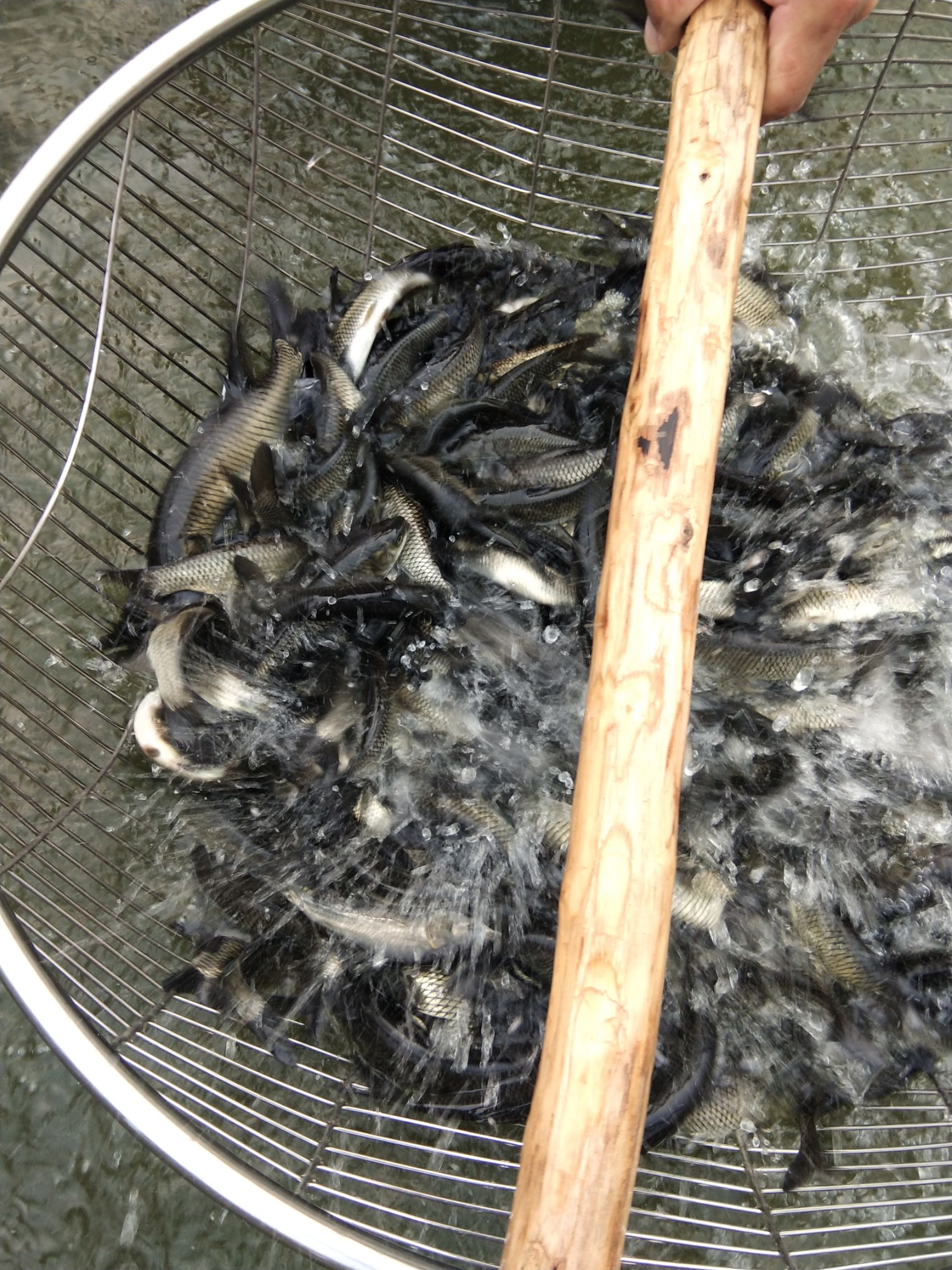 草鱼苗 长江草鱼苗 (草鱼水花苗)全线疫苗防御 健康种苗