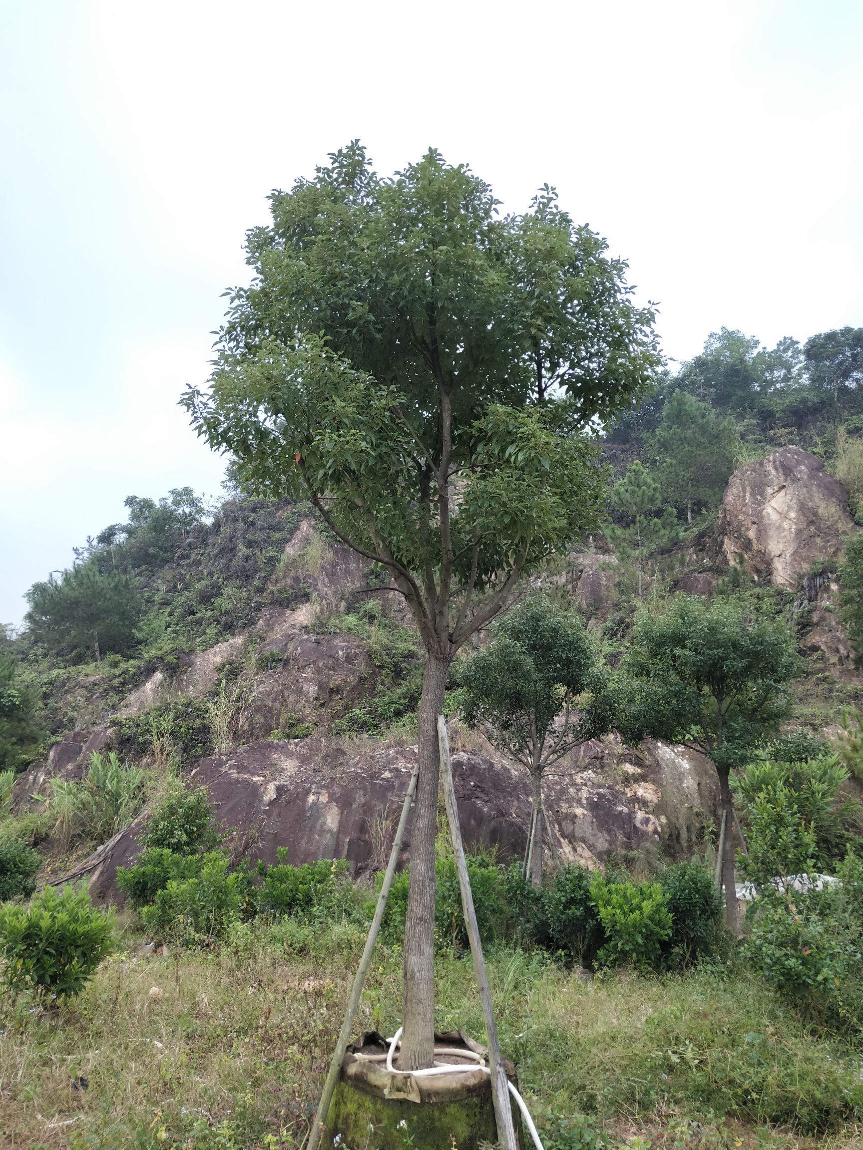 全冠香樟,大冠幅香樟,大量移植苗12~30分