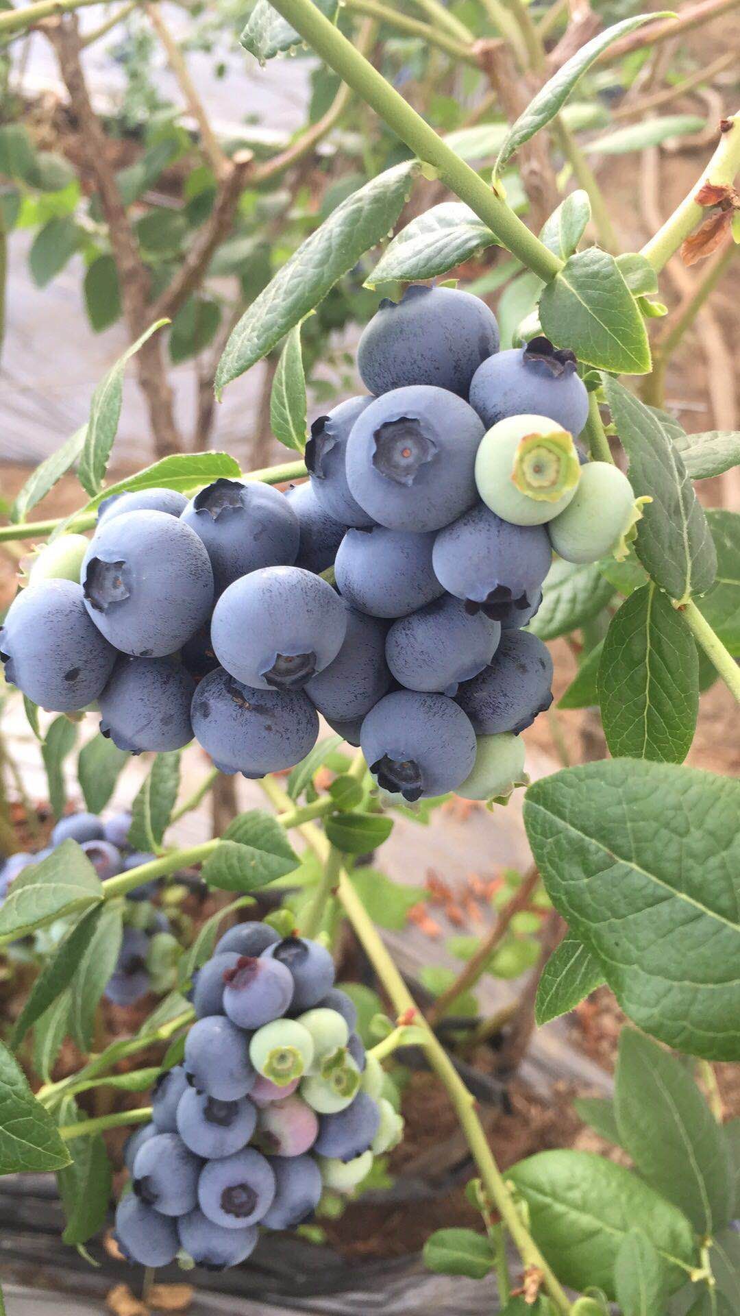 北陆蓝莓 12 14mm以上 鲜果