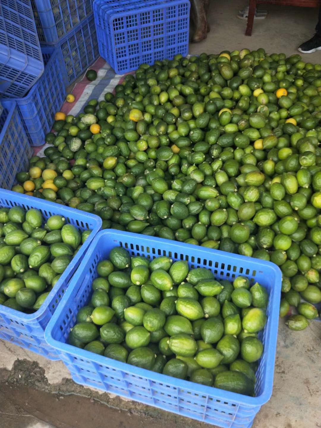 广东1级台湾香水柠檬