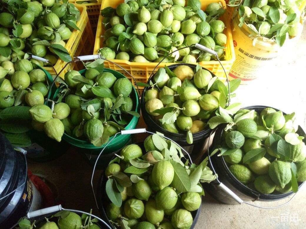 广东1级台湾香水柠檬