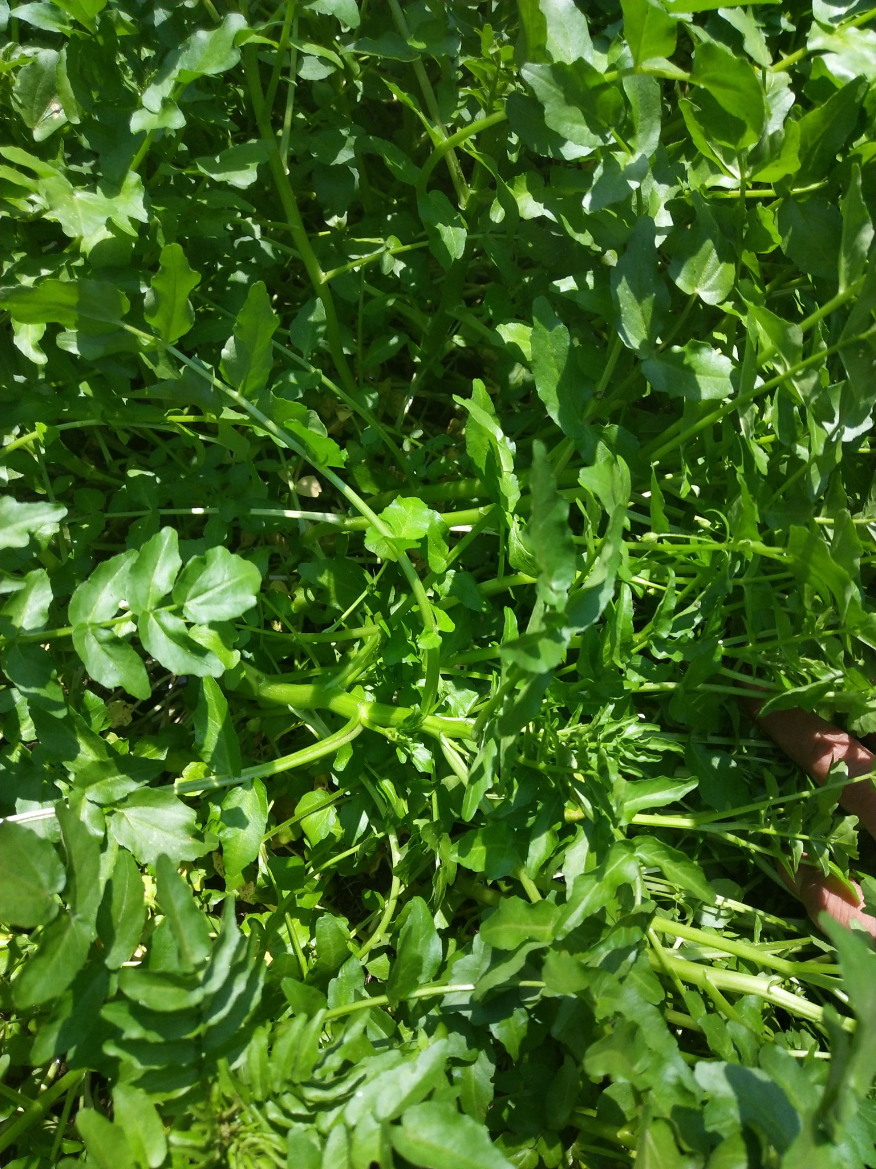 西洋菜豆瓣菜儿童健康菜新鲜现采现卖