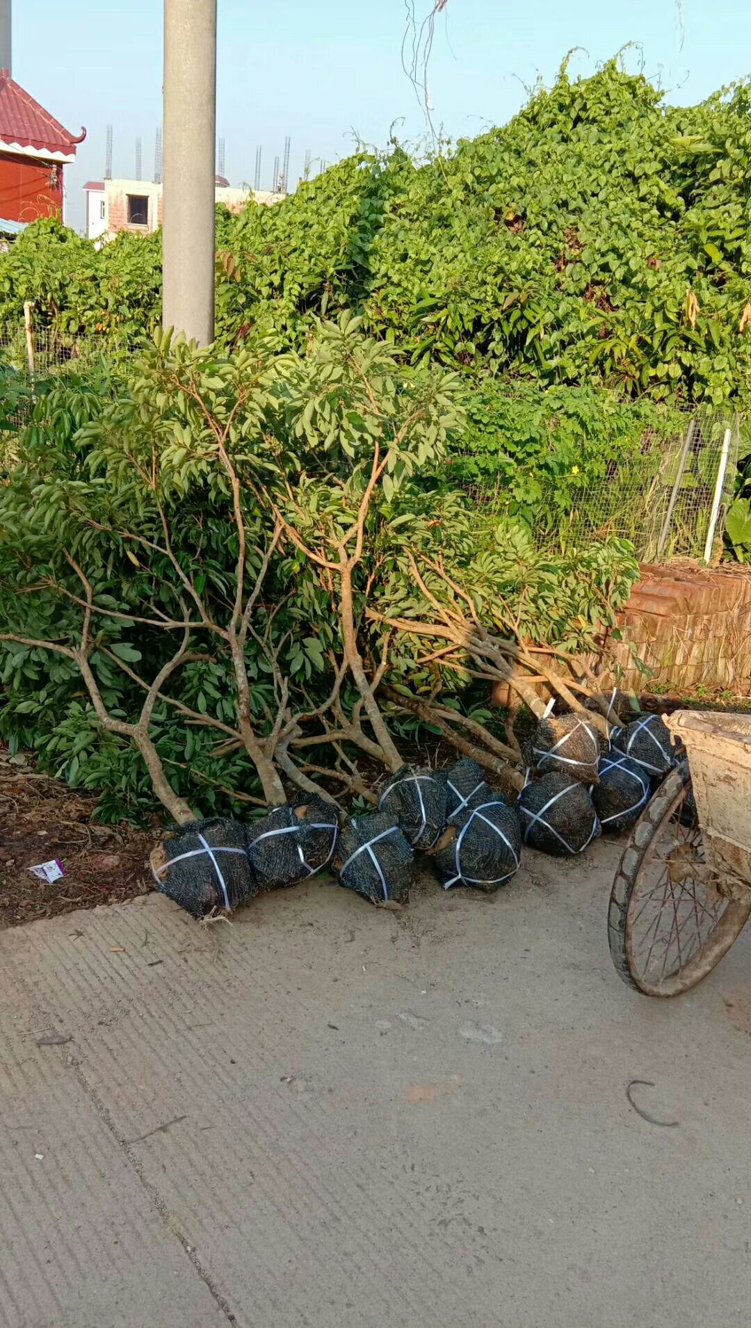 广东省茂名市化州市桂味荔枝苗 荔枝桂味地苗头径2-5分,带土球.