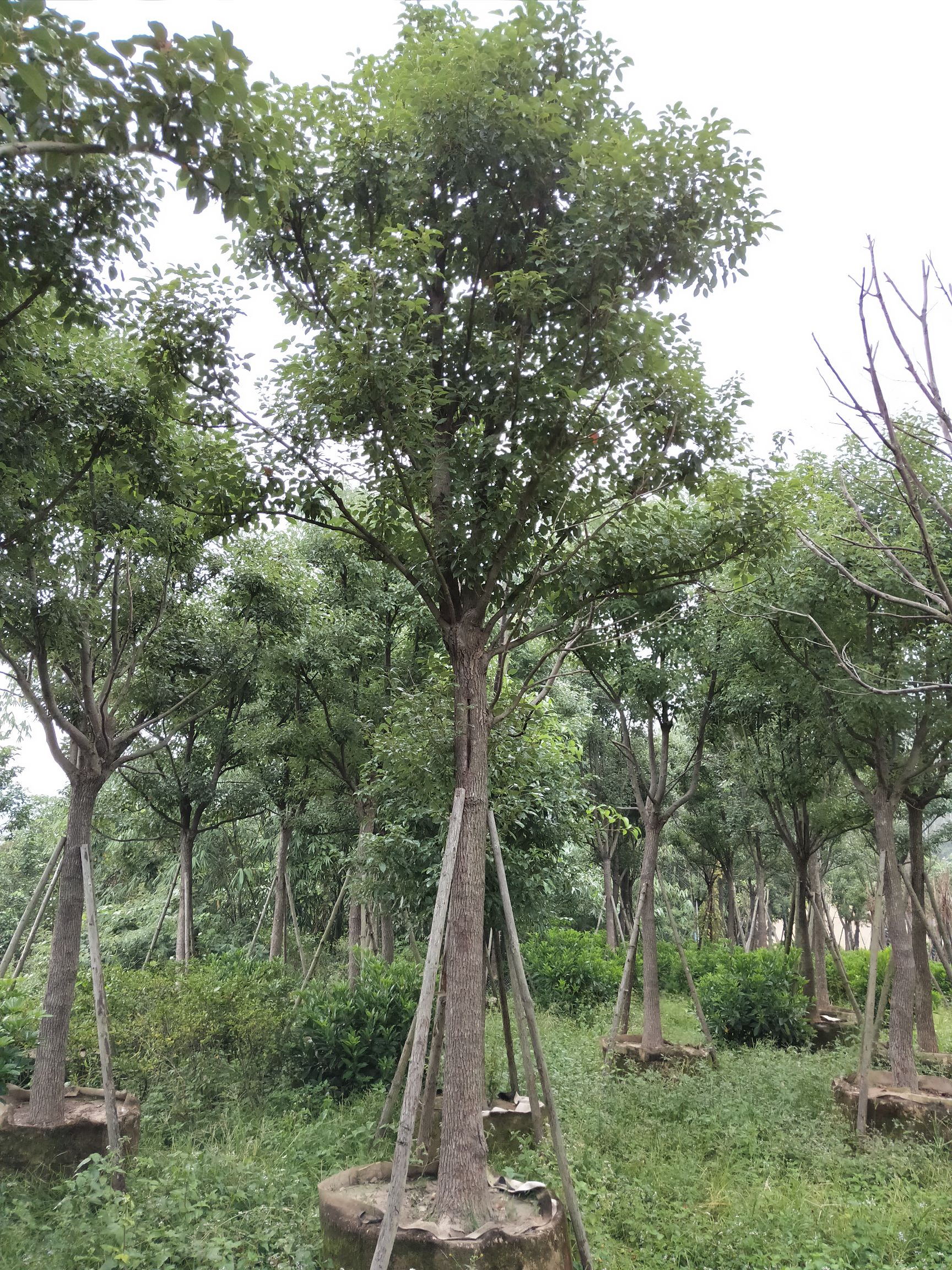 全冠香樟,大冠幅香樟,大量移植苗12~30分