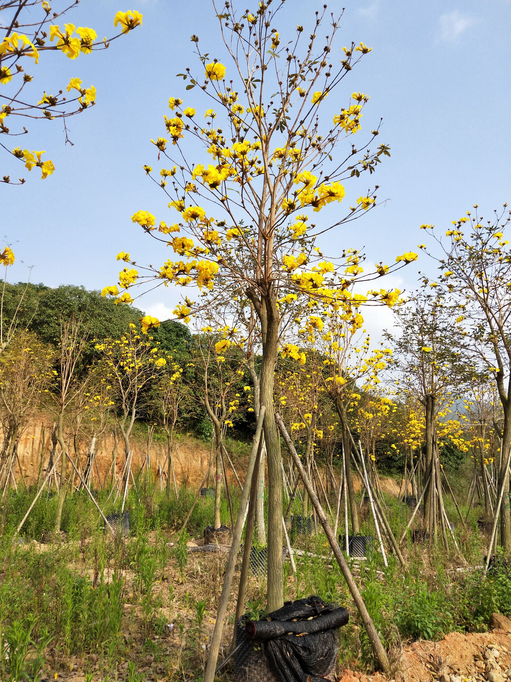 黄花风铃木