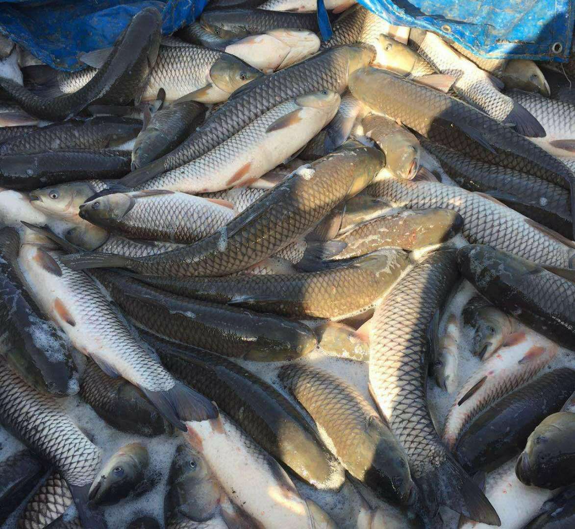 草鱼苗 品种齐全 量大从优