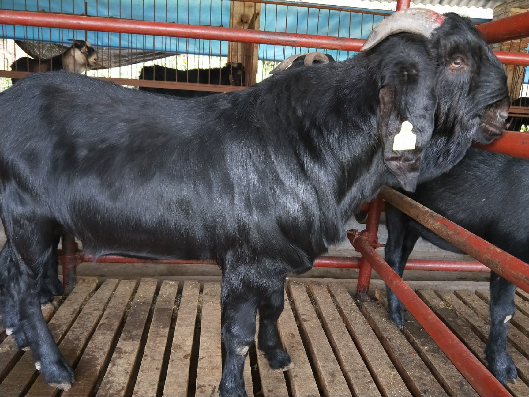 杂交努比亚黑山羊 30-50斤