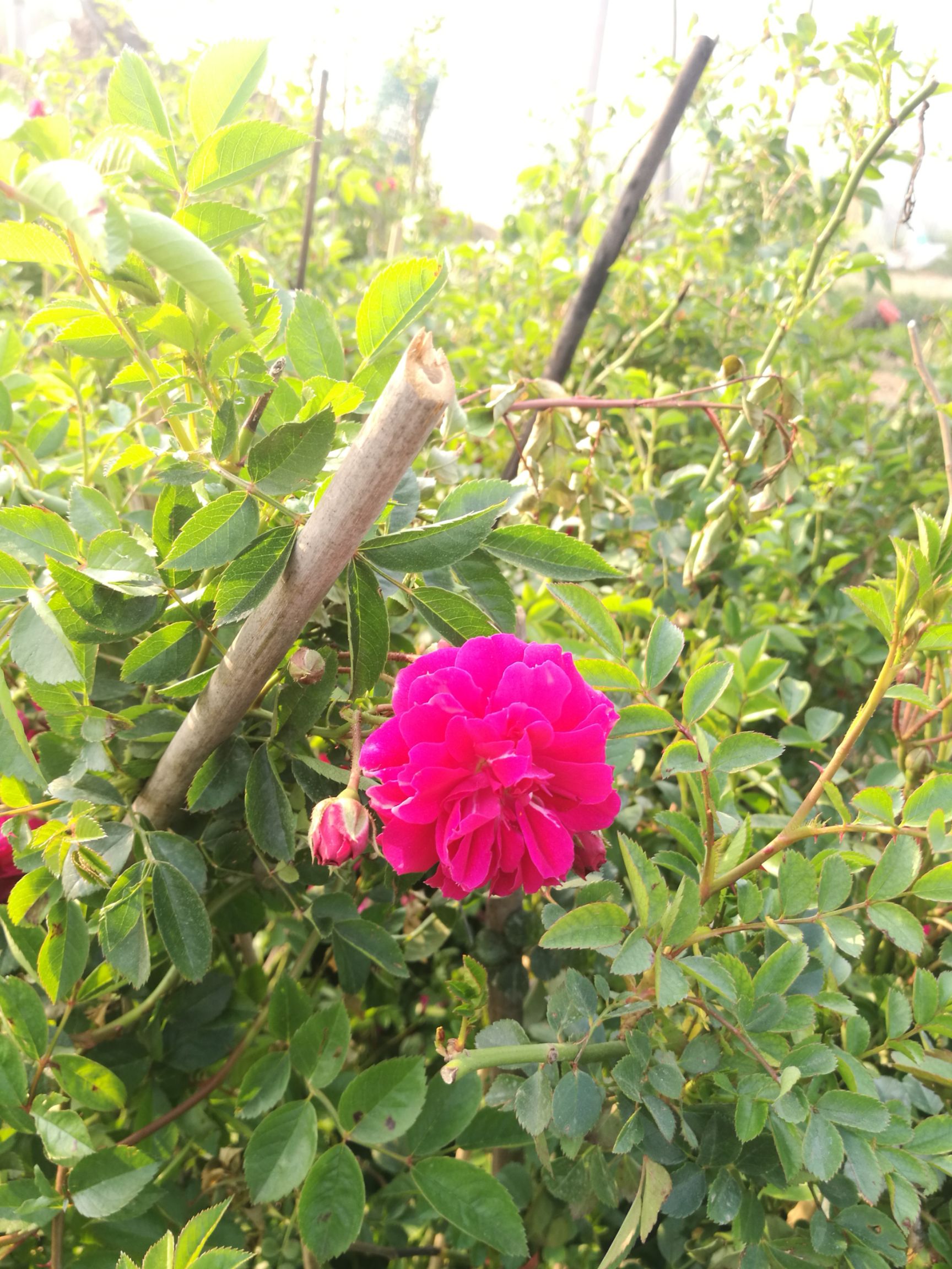 上海市松江区 木香花树苗蔷薇科浓香爬藤植物盆栽木香苗甜蜜红花木香