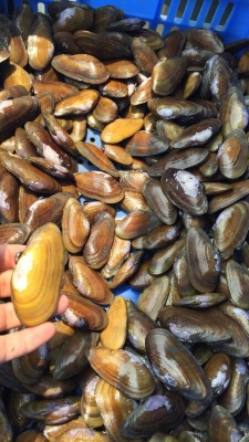 广东沙螺批发采购_广东沙螺供应_广东沙螺价格