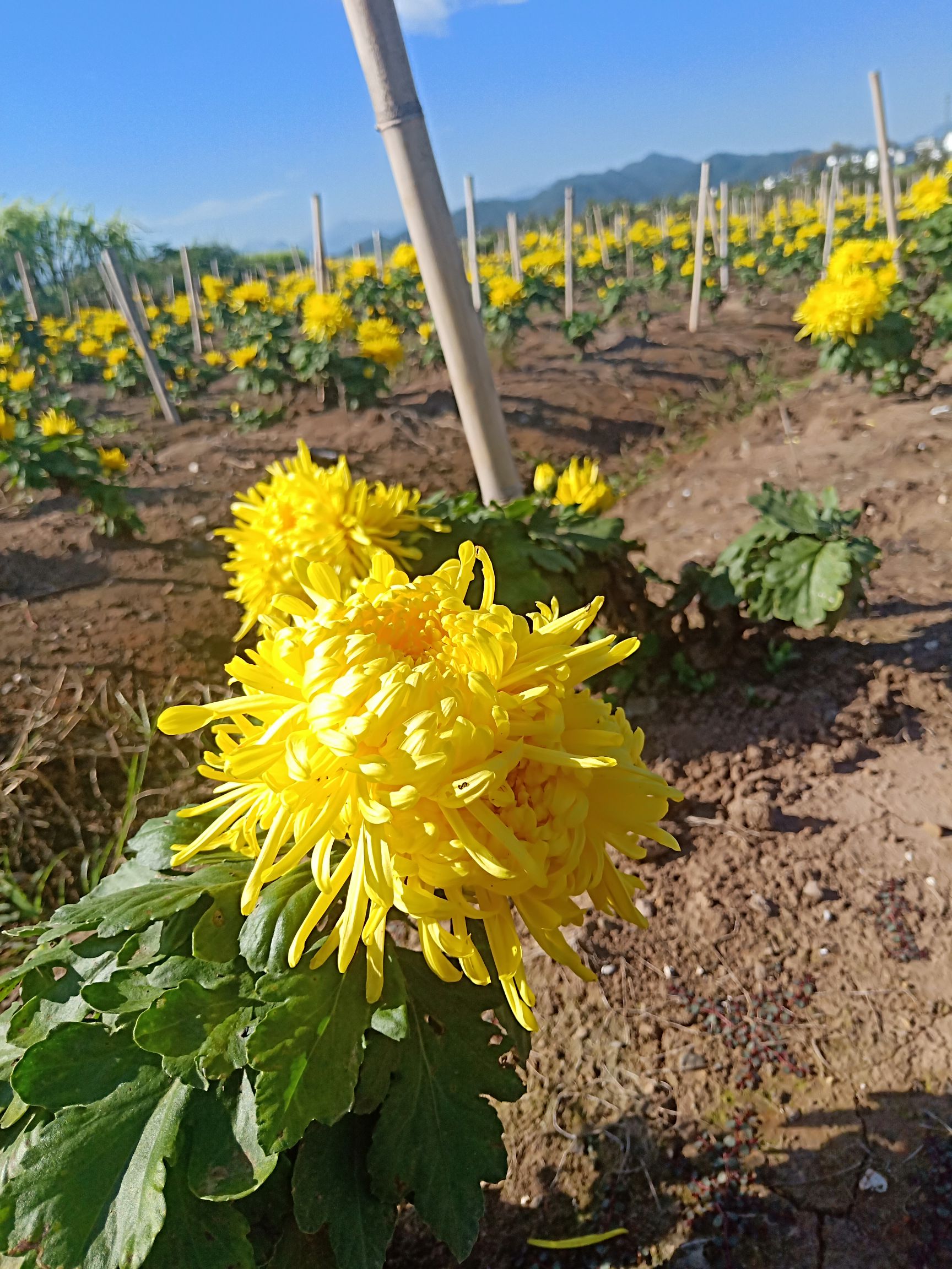 金丝皇菊苗 基地直供,金丝皇菊,婺源皇菊苗,诚信为本技术提供签定回收