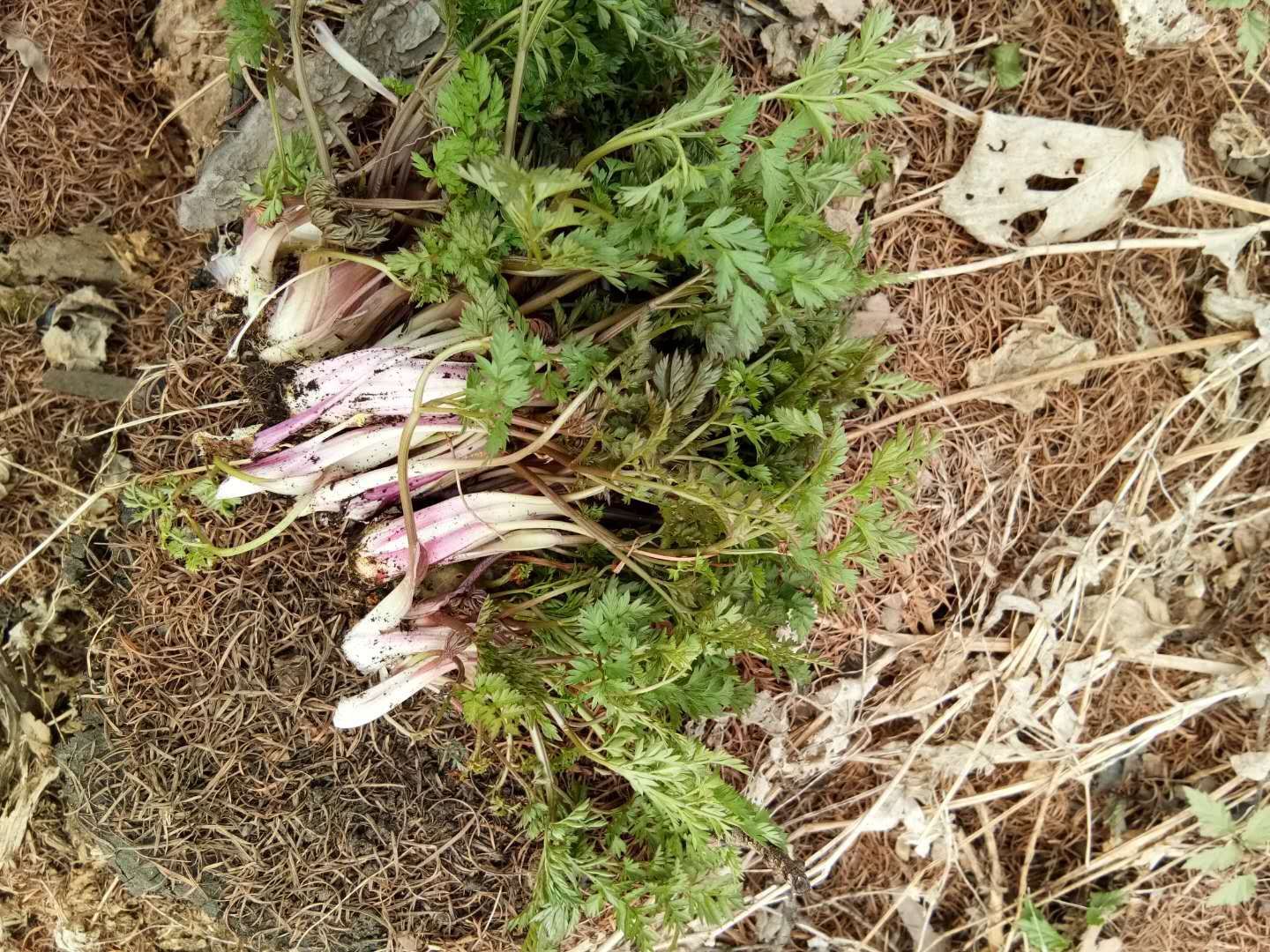 芹菜 山菜,胡萝卜蒿