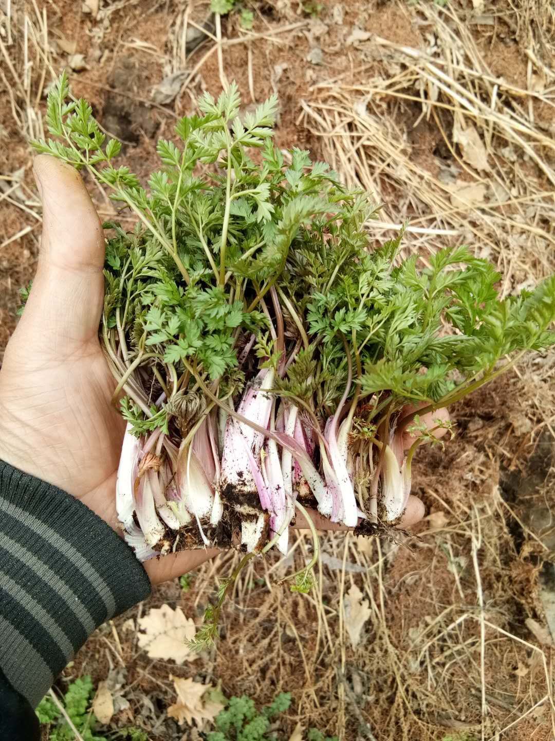 芹菜 山菜,胡萝卜蒿