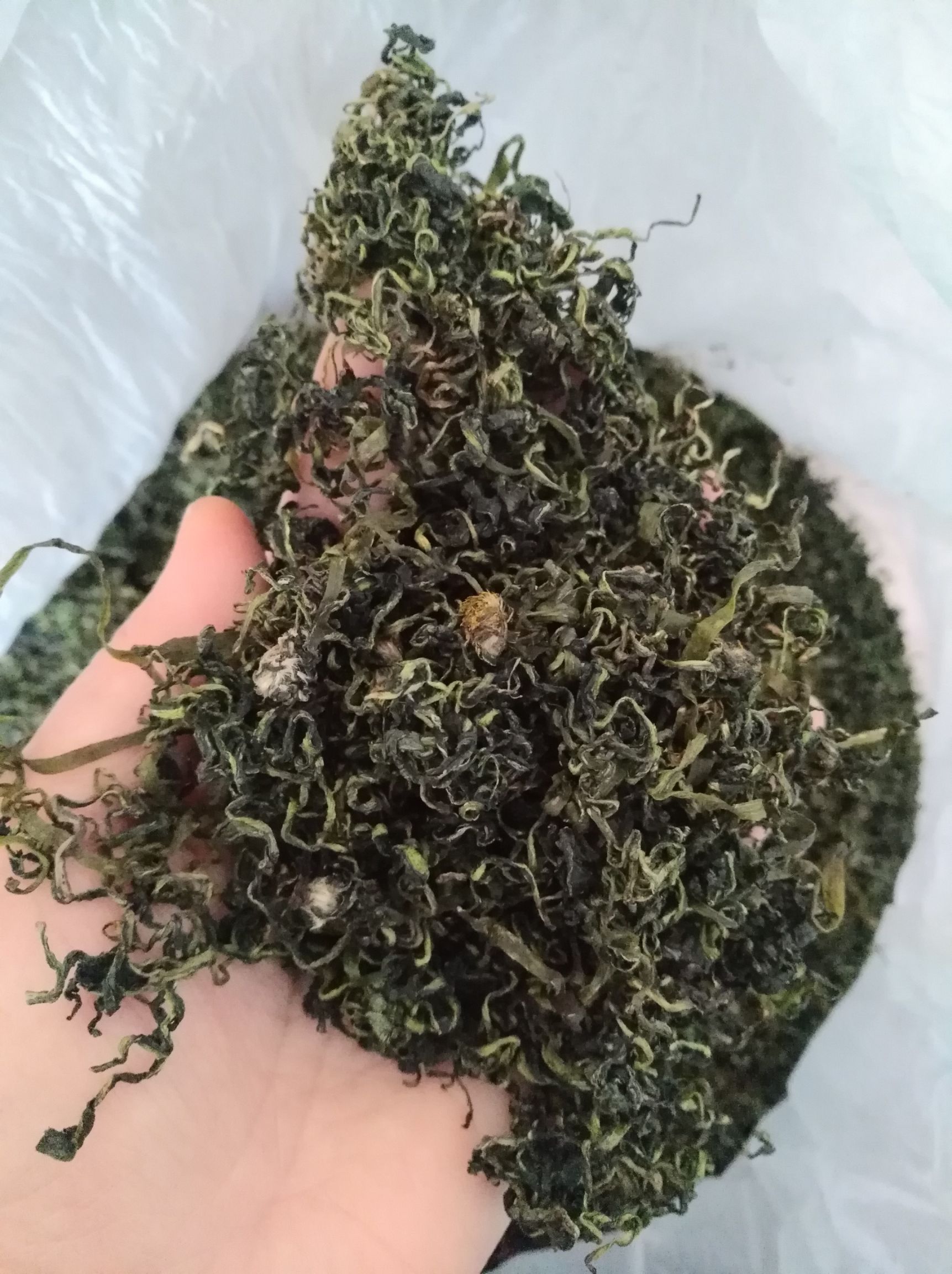 蒲公英茶 一级 罐装