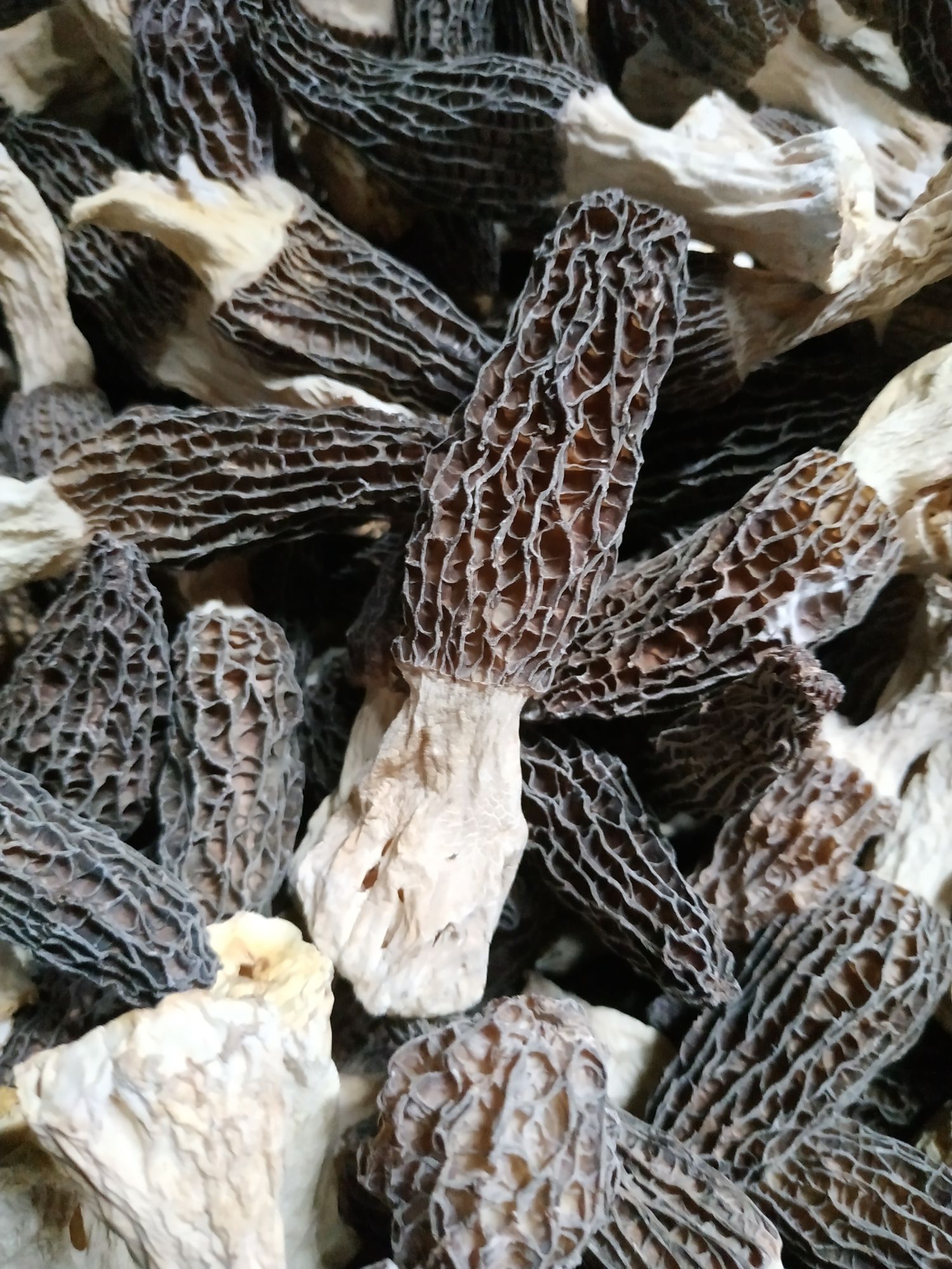 羊肚菌 肉厚大个选货