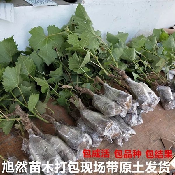 冰葡萄苗 保品种,包成活结果,免费指导
