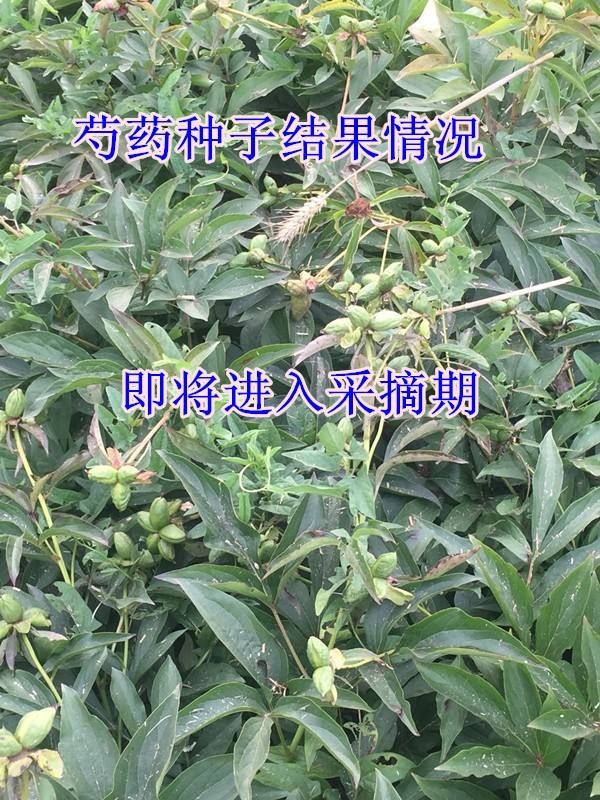 芍药种子 精品种子 发芽率95%以上