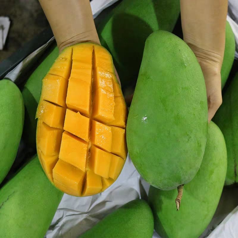 金煌芒果苗 桂七 台农 四季芒